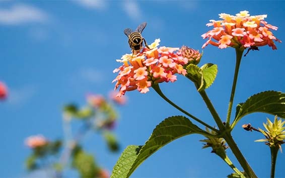 bee-small-1